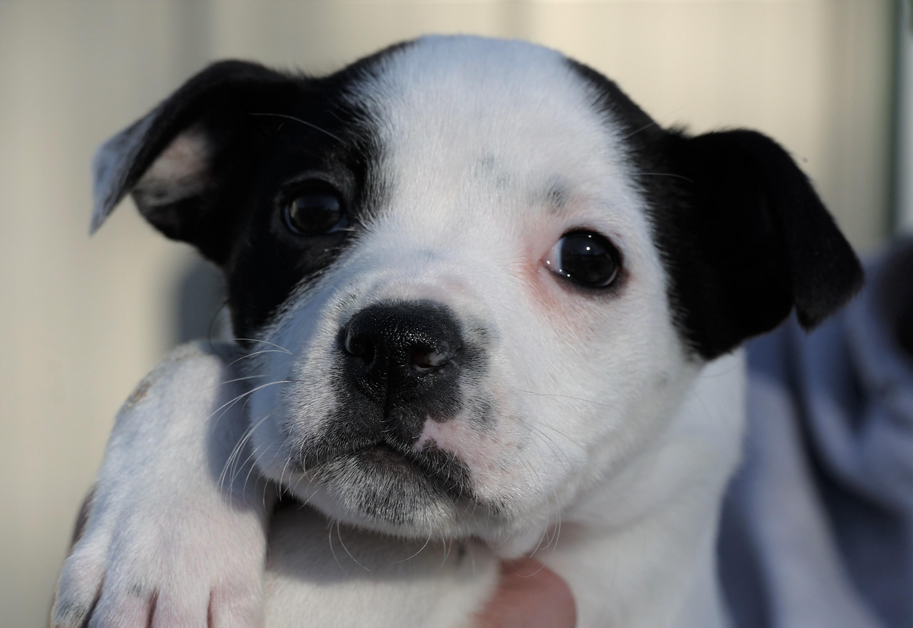 Lily-Pending!, an adoptable mixed breed in Frederick, MD image 2/5