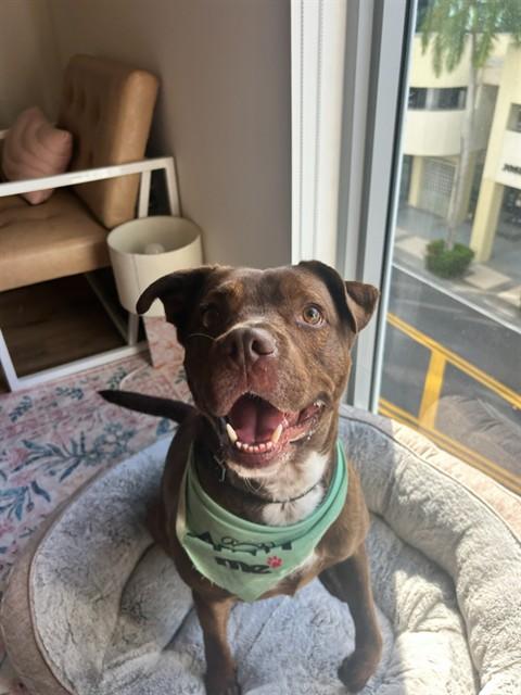 Enlarge KING, a Adoptable Labrador Retriever in Miami, FL image 1/1