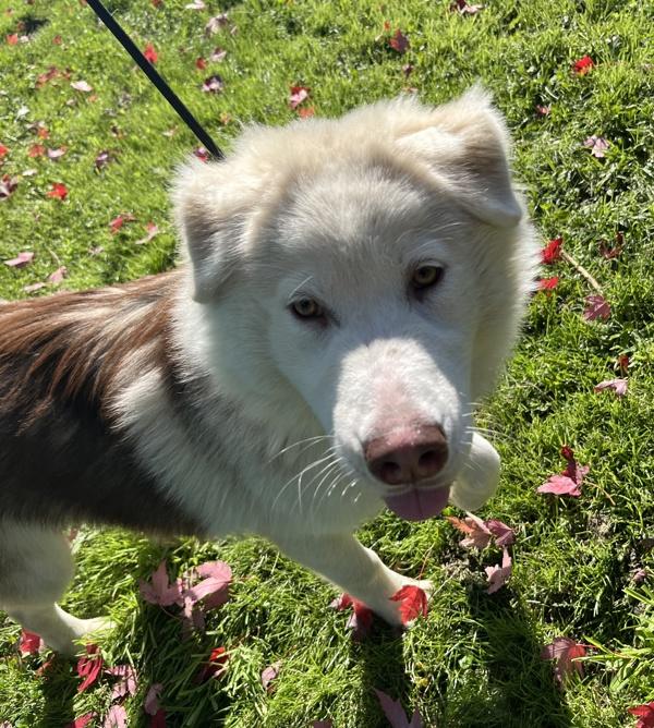 Memphis, Adoptable, Young Male Siberian Husky & Australian Shepherd.
