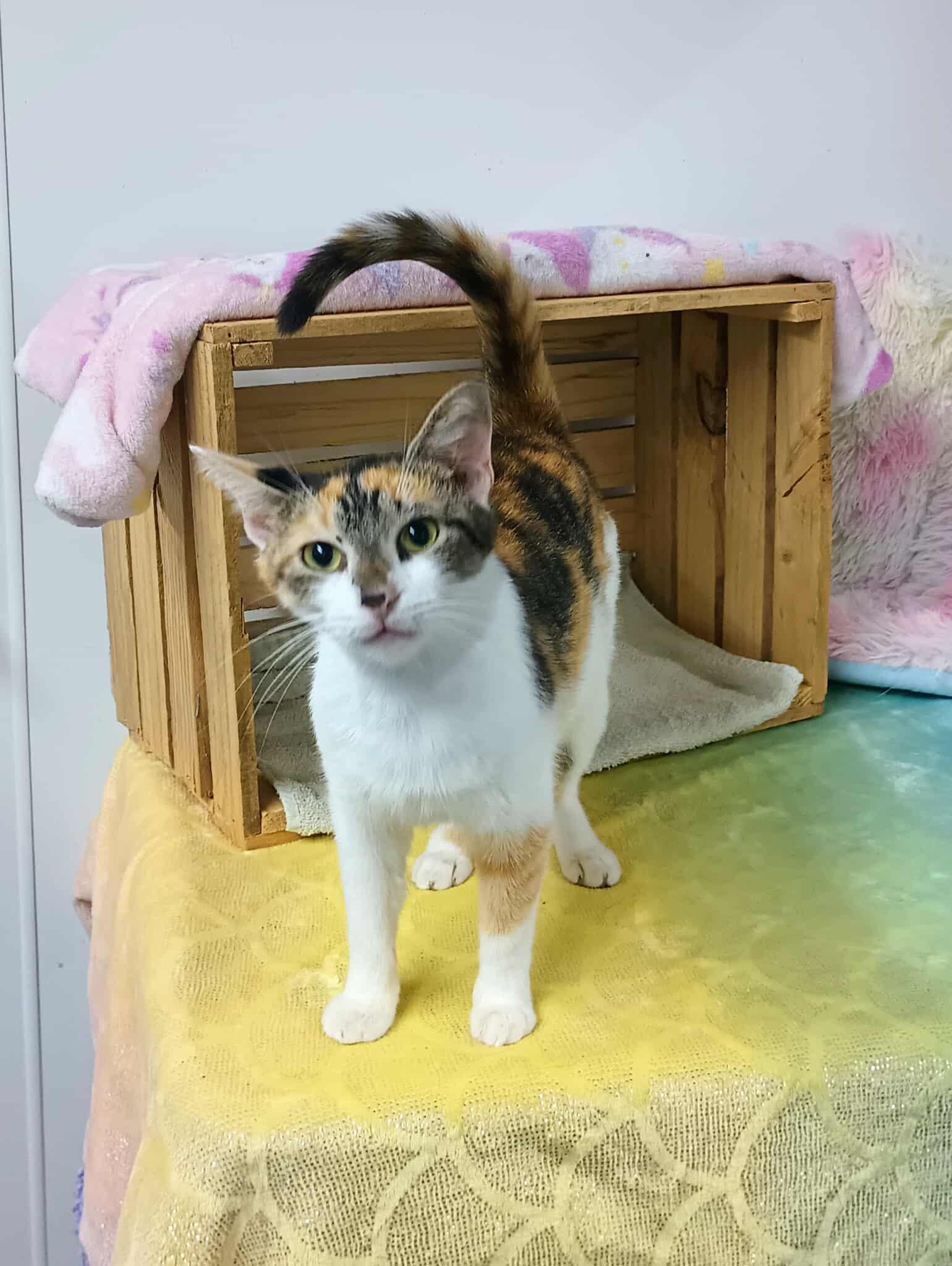 Kate, Adoptable, Adult Female Calico & Domestic Short Hair.
