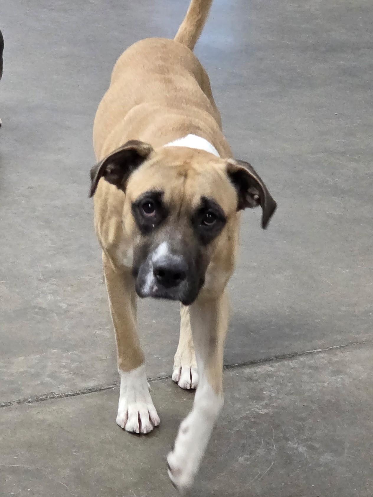 Henry, Adoptable, Young Male Boxer.