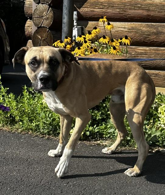 Henry, ADOPTABLE, Young Male Boxer.