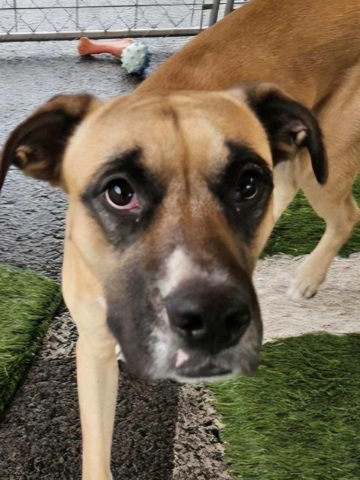 Enlarge Henry, a Adoptable mixed breed in Kellogg, ID image 3/6
