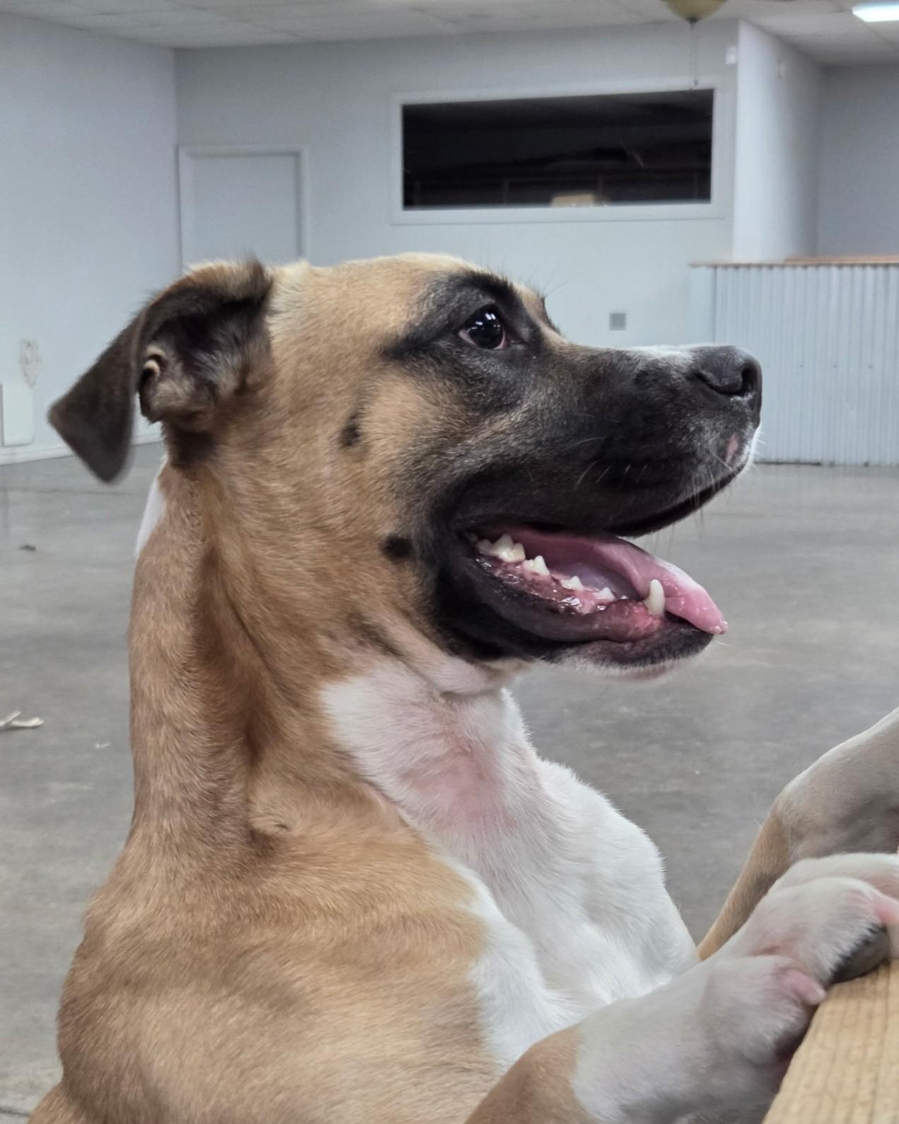 Enlarge Henry, a Adoptable mixed breed in Kellogg, ID image 2/6