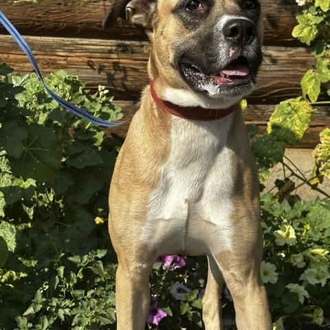 Henry, a ADOPTABLE mixed breed in Kellogg, ID image 3/3