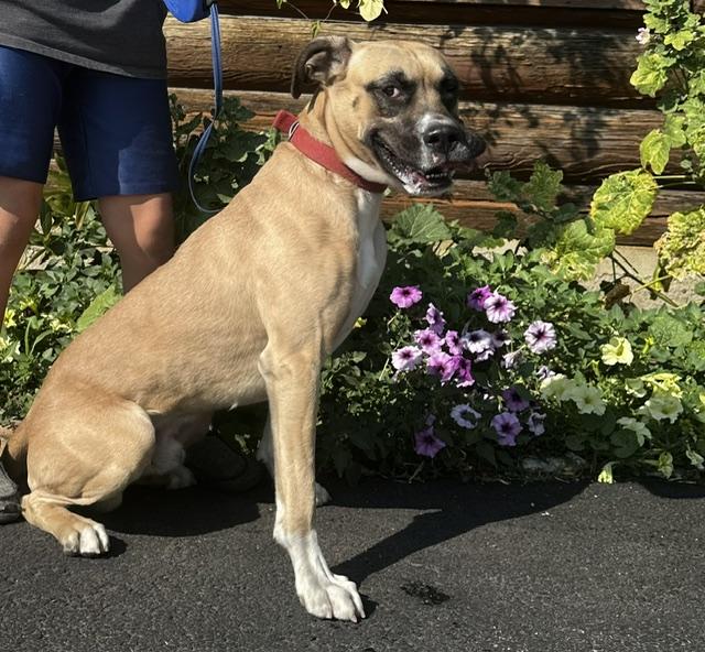 Henry, a ADOPTABLE mixed breed in Kellogg, ID image 2/3