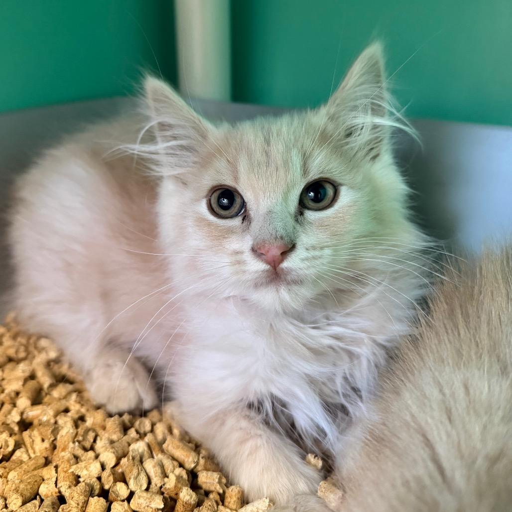 Lightning, Adoptable, Kitten Male Domestic Long Hair.