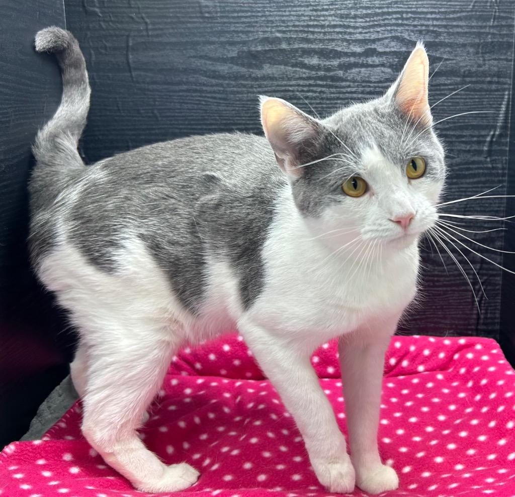 Stormy, Adoptable, Young Male Domestic Short Hair.