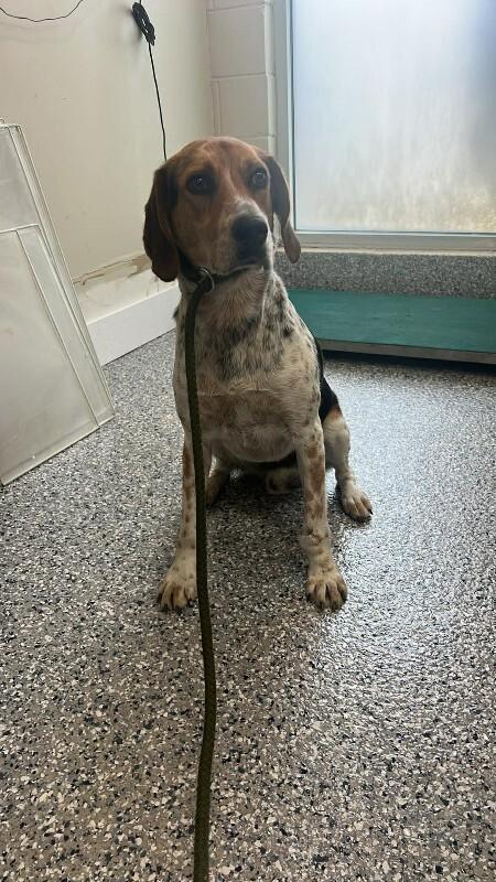 Enlarge Lucy, a Adoptable Treeing Walker Coonhound in Burgaw, NC image 1/1