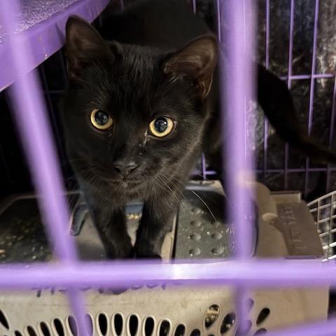 Enlarge BCAS Bug, a Adoptable Domestic Short Hair in Abingdon, MD image 1/1