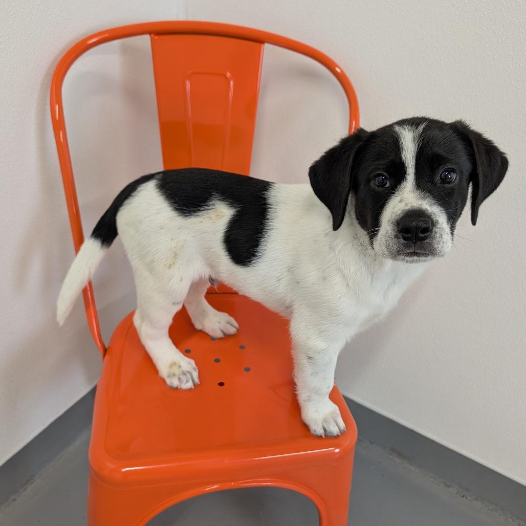 Enlarge Rexplode, an adopted Mixed Breed in Cape Girardeau, MO image 3/3