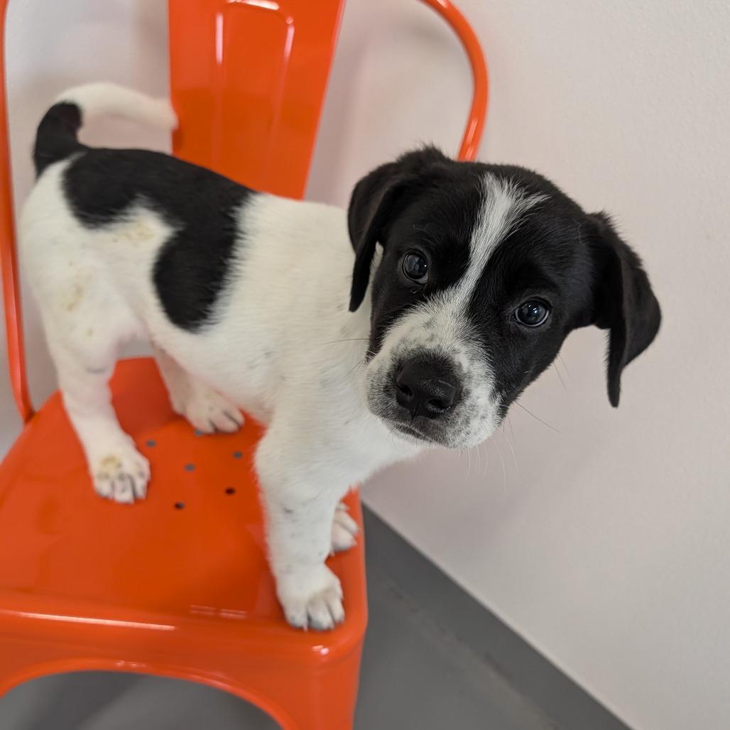 Enlarge Rexplode, an adopted Mixed Breed in Cape Girardeau, MO image 2/3