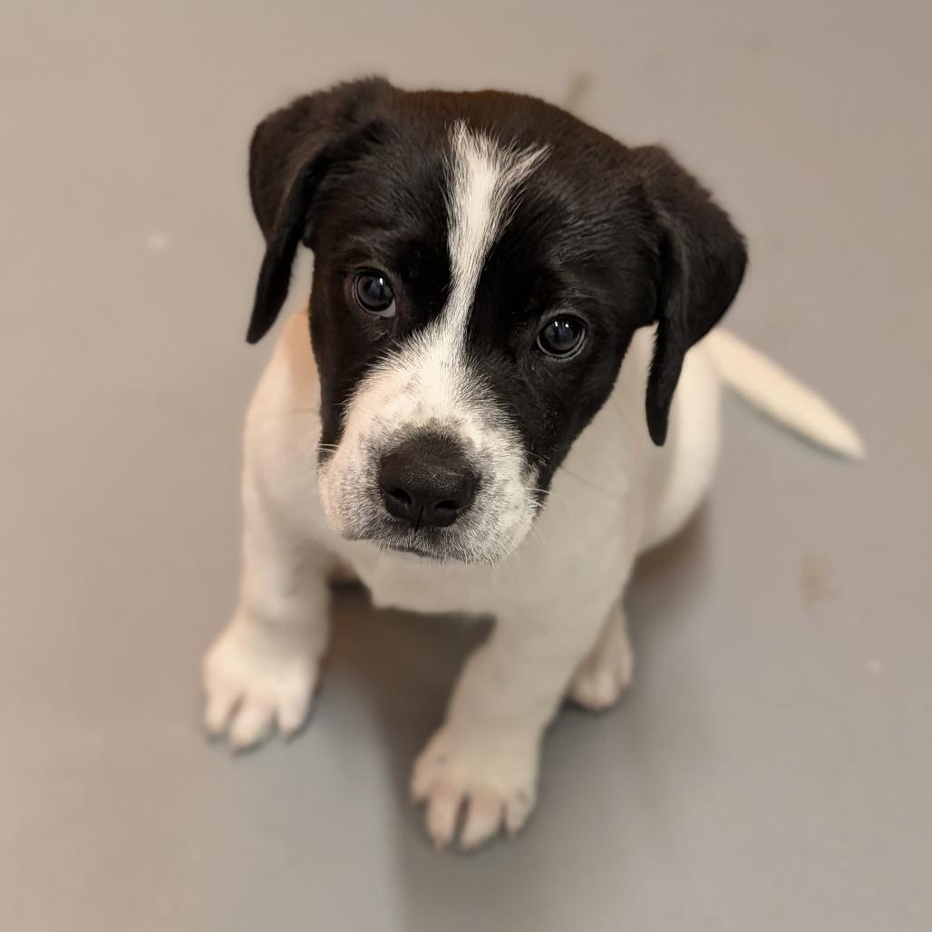 Rexplode, adopted, Puppy Male Mixed Breed.