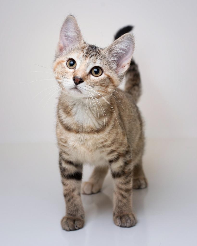 Enlarge Serabai, a Adopted mixed breed in Boone, IA image 1/1