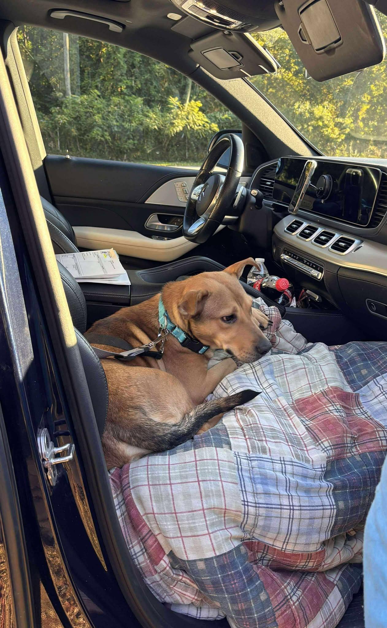 Heath, Adopted, Young Male Mixed Breed.