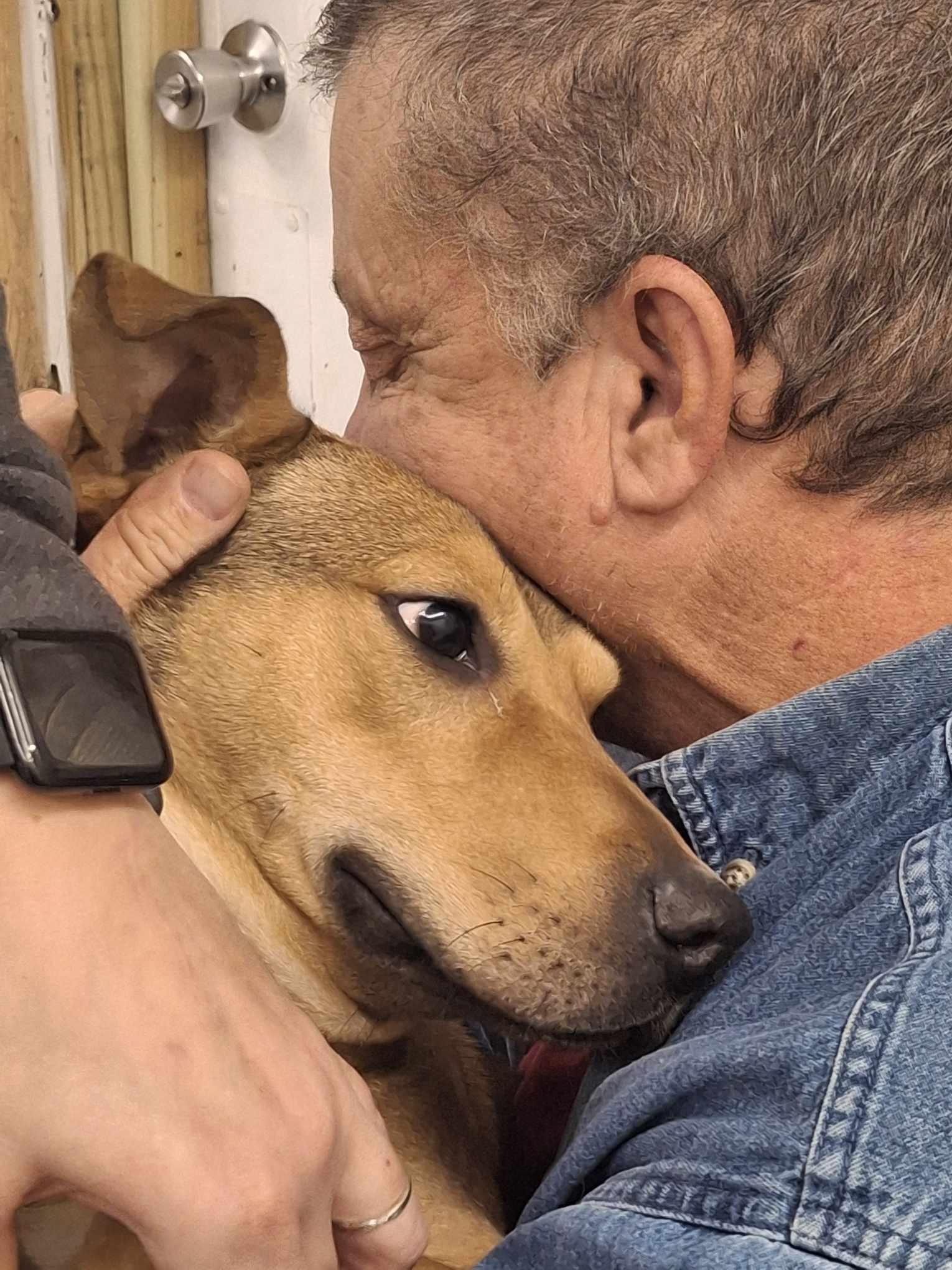 Heath, Adopted, Young Male Mixed Breed.