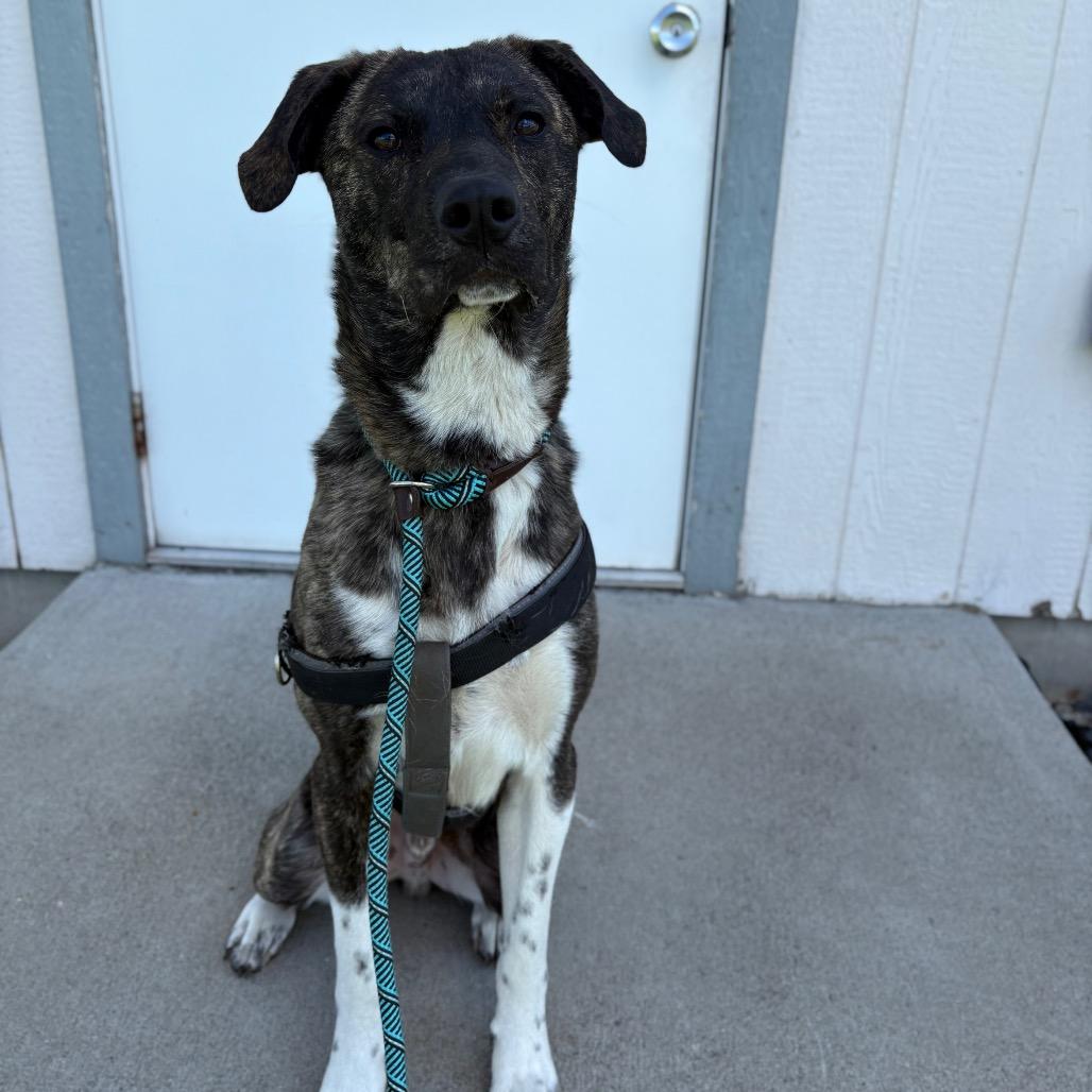 Boots, Adoptable, Young Male Mixed Breed.