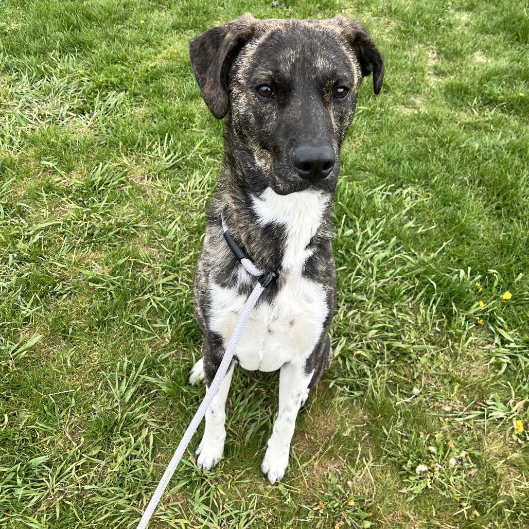 Enlarge Boots, a Adoptable Mixed Breed in Spokane, WA image 2/5