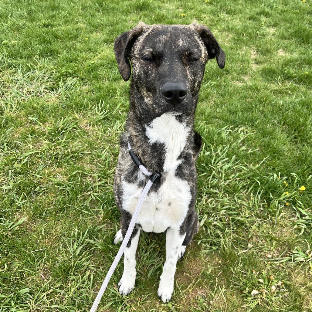 Enlarge Boots, a Adoptable Mixed Breed in Spokane, WA image 3/5