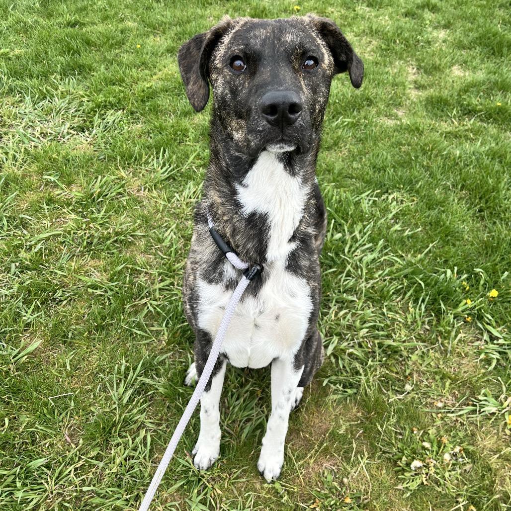 Enlarge Boots, a Adoptable Mixed Breed in Spokane, WA image 4/5