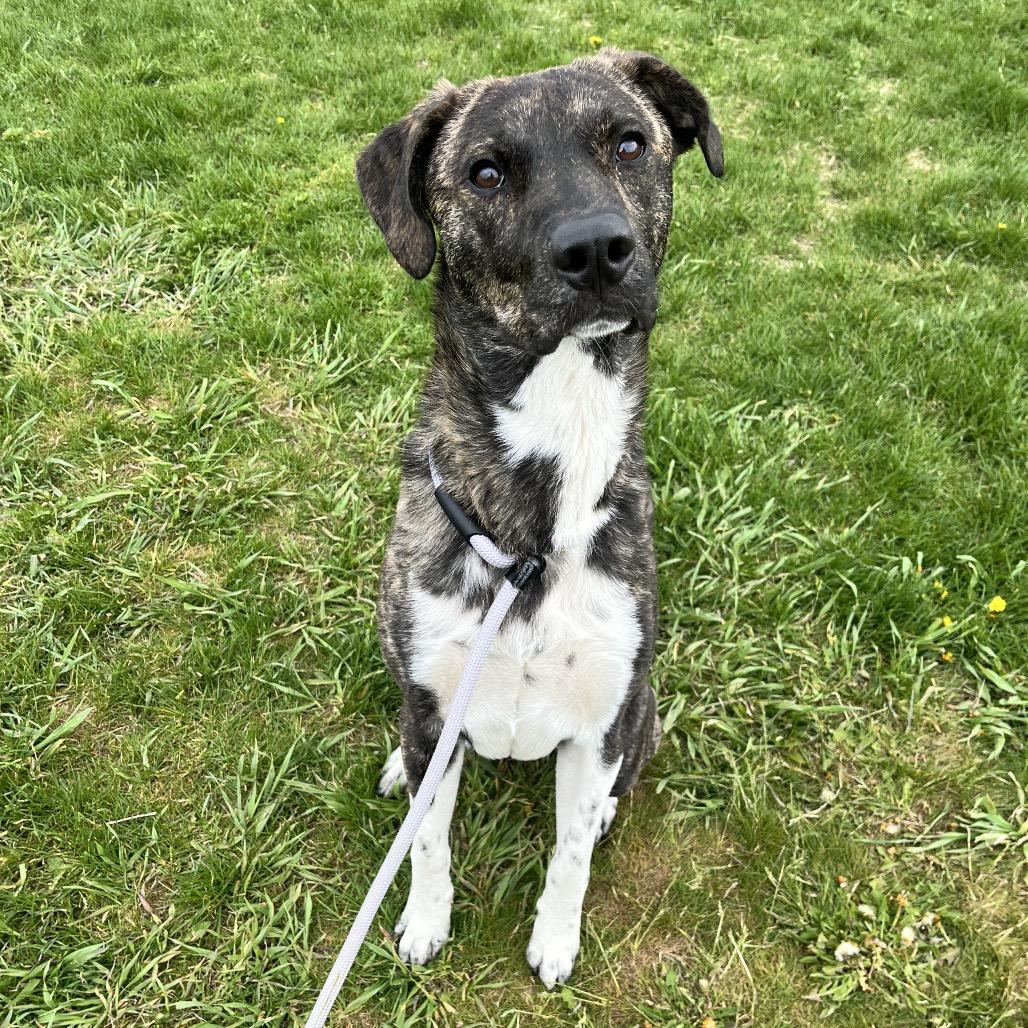 Enlarge Boots, a Adoptable Mixed Breed in Spokane, WA image 5/5