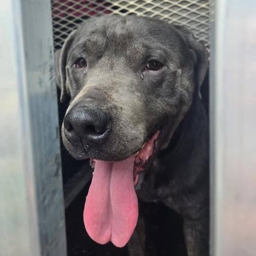 Yodel 26-207, Adoptable, Adult Male Mastiff.