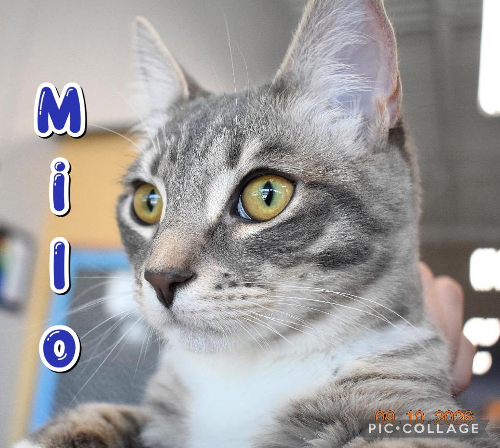 Enlarge Milo, a Adoptable mixed breed in Fort Oglethorpe, GA image 1/3