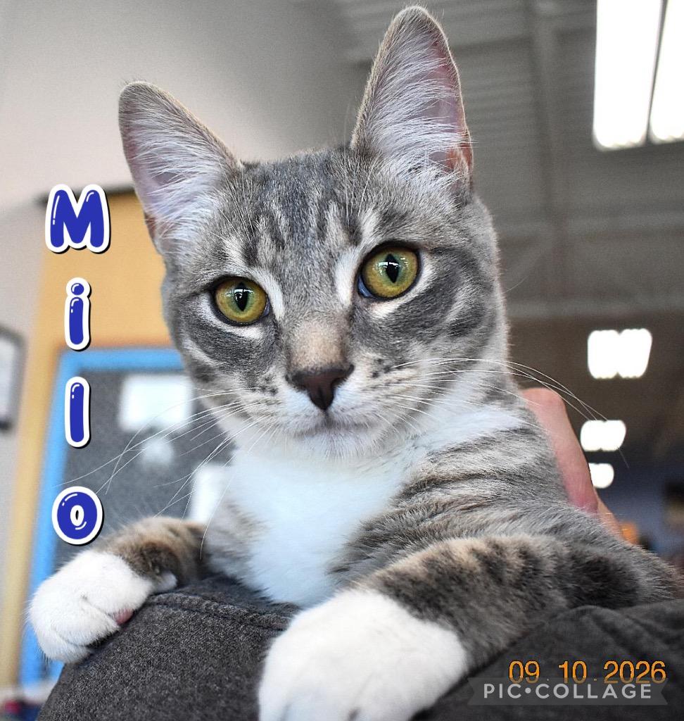 Enlarge Milo, a Adoptable mixed breed in Fort Oglethorpe, GA image 2/3