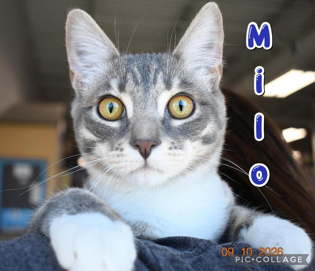Enlarge Milo, a Adoptable mixed breed in Fort Oglethorpe, GA image 3/3