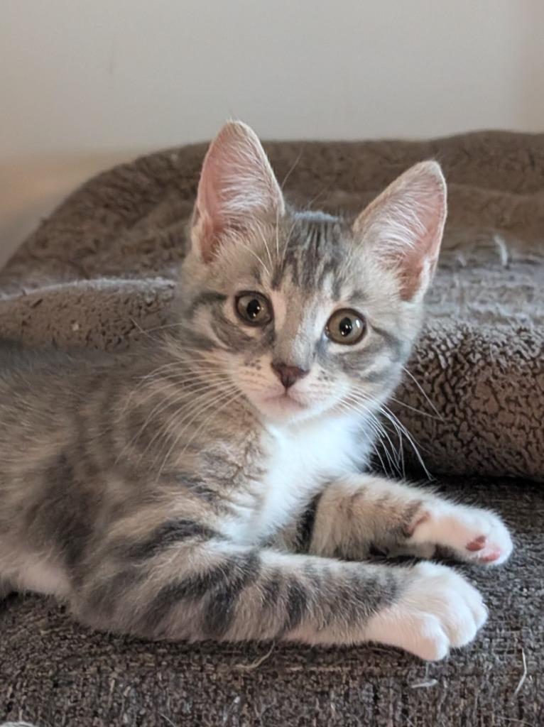 Milo, Adoptable, Kitten Male Domestic Short Hair.