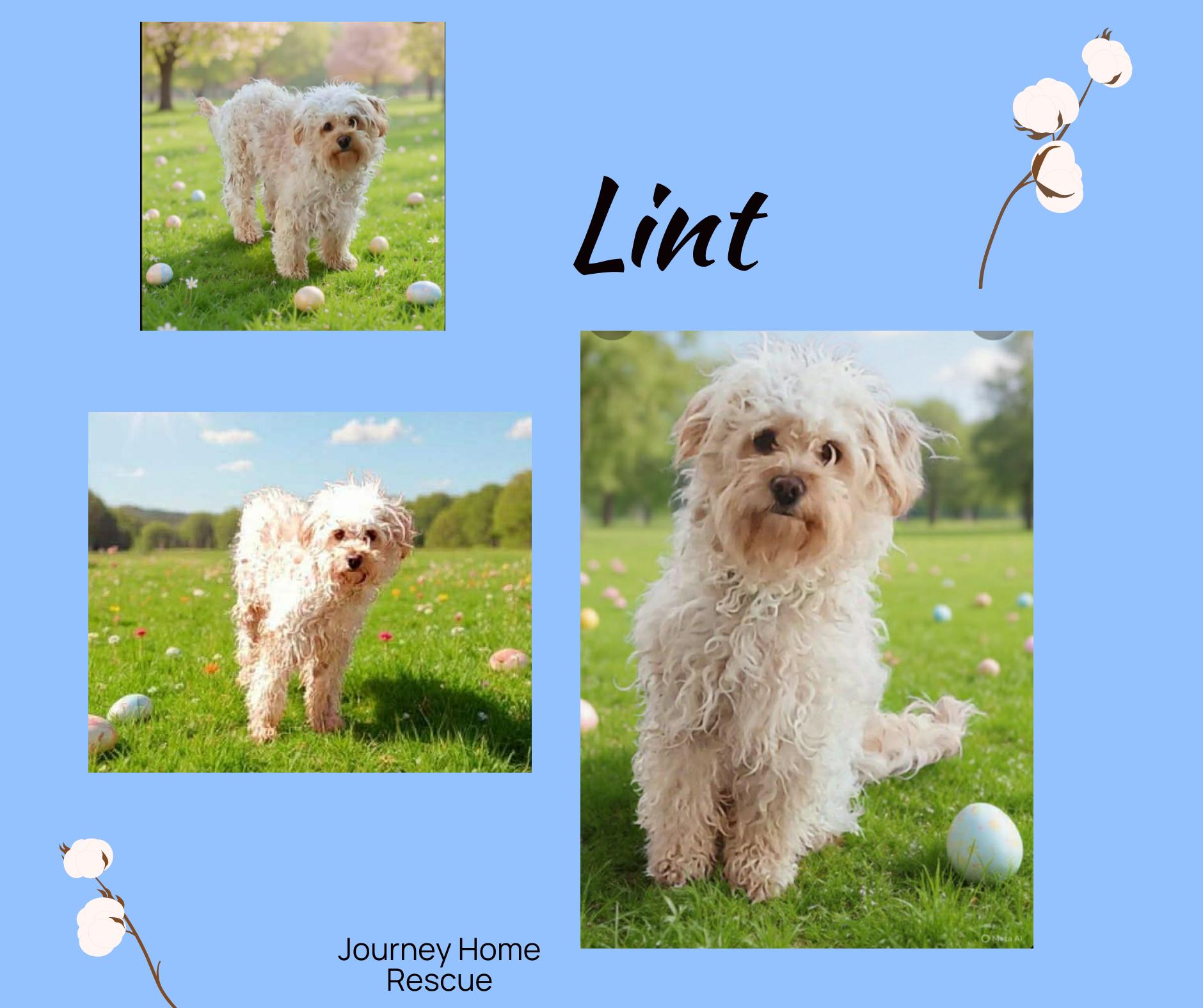 Lint, ADOPTABLE, Adult Male Sheepadoodle.