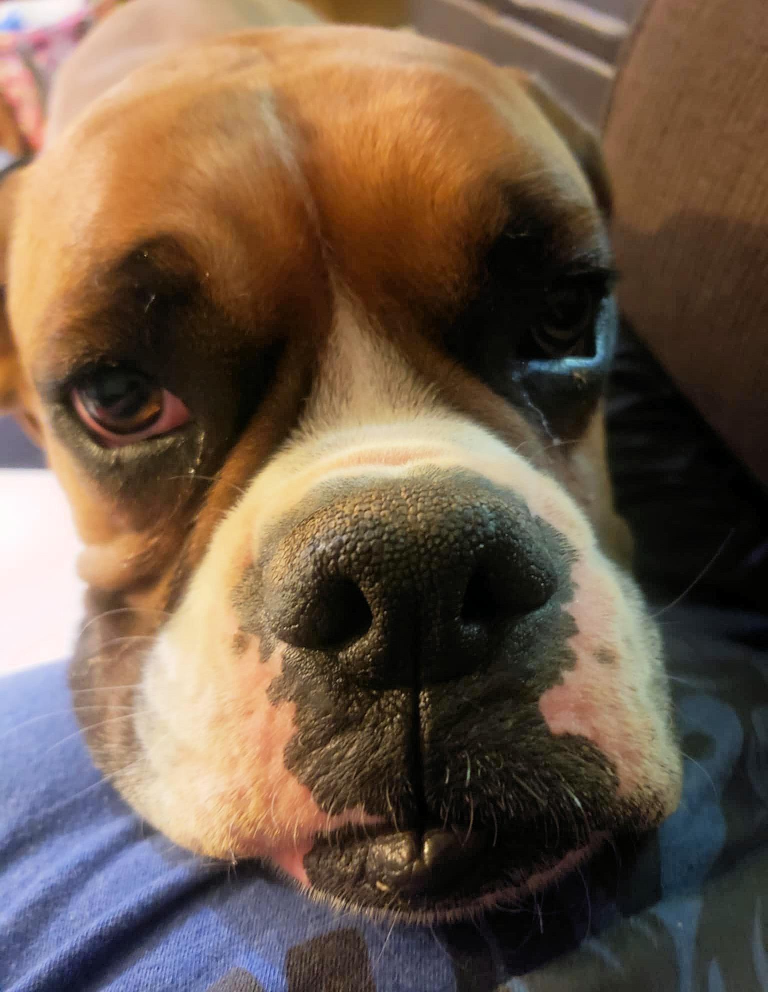 SAM, Adoptable, Young Male Boxer.