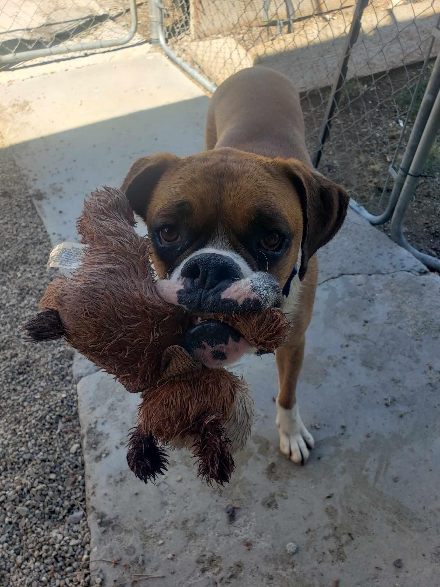 Enlarge SAM, a Adoptable Boxer in Kuna, ID image 2/4
