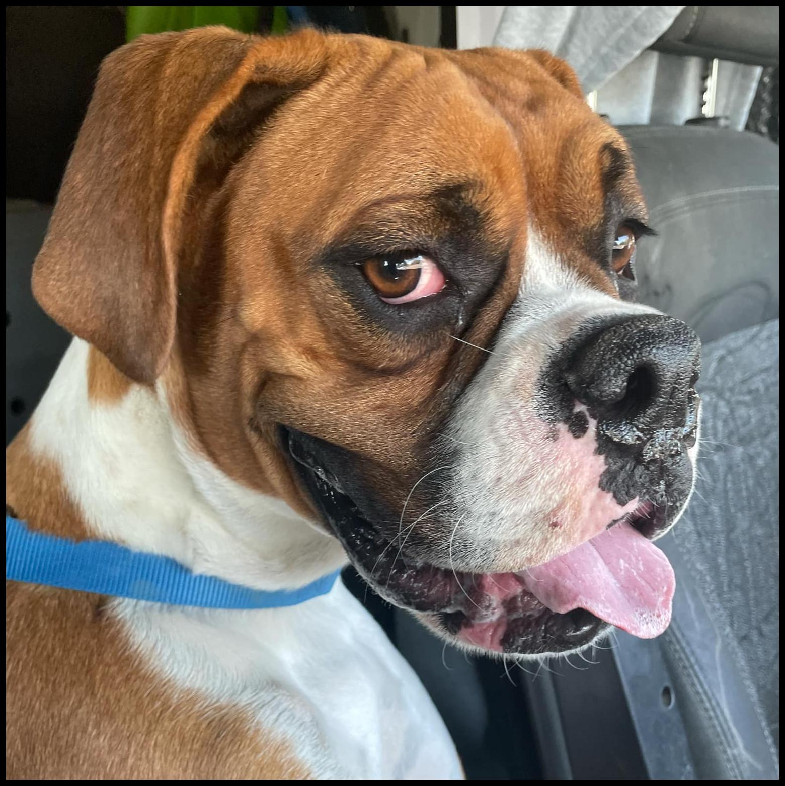 Enlarge SAM, a Adoptable Boxer in Kuna, ID image 3/4
