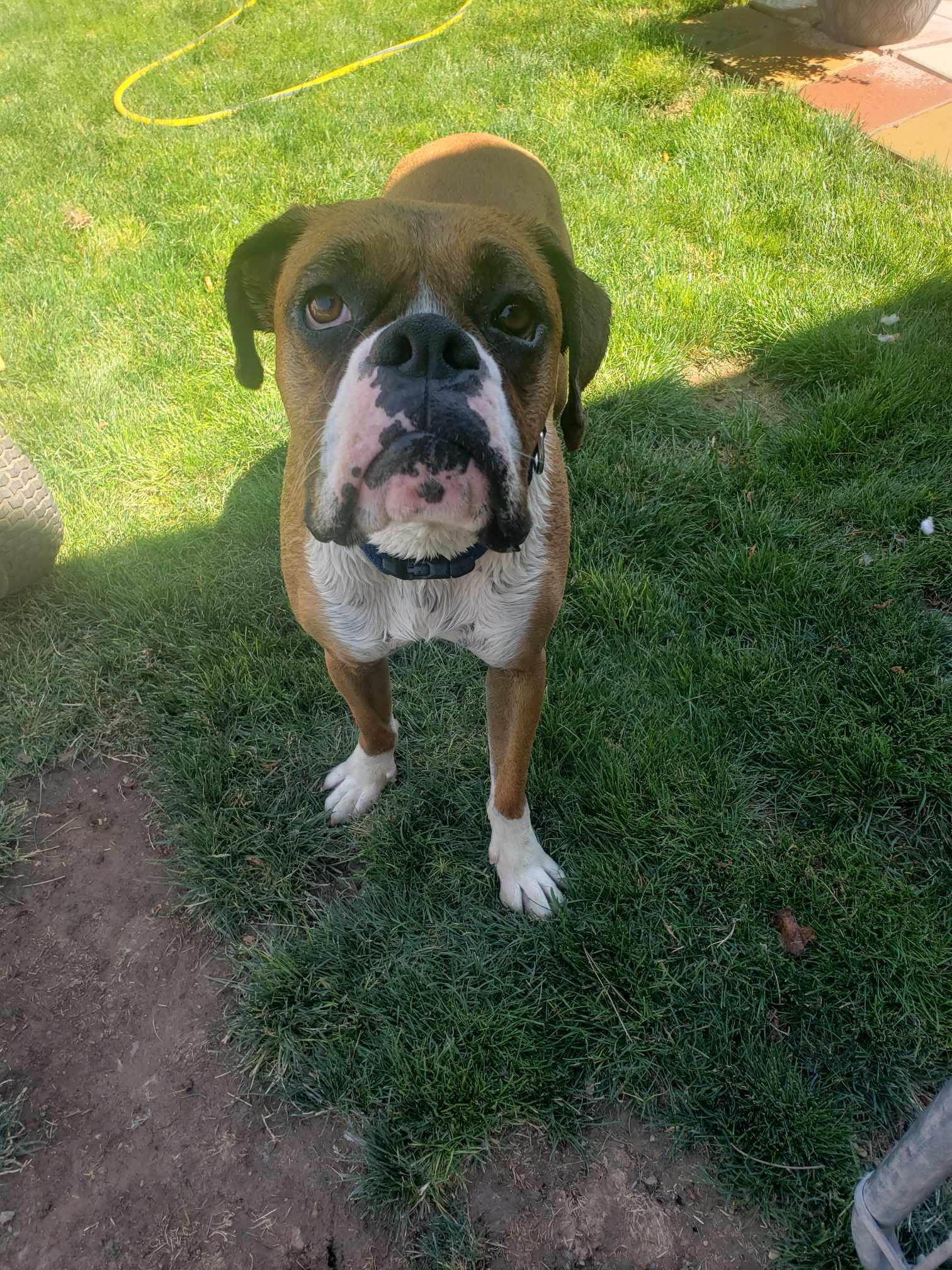 SAM, Adoptable, Young Male Boxer.