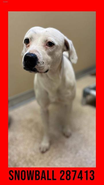 SNOWBALL, Adoptable, Young Female Mixed Breed.