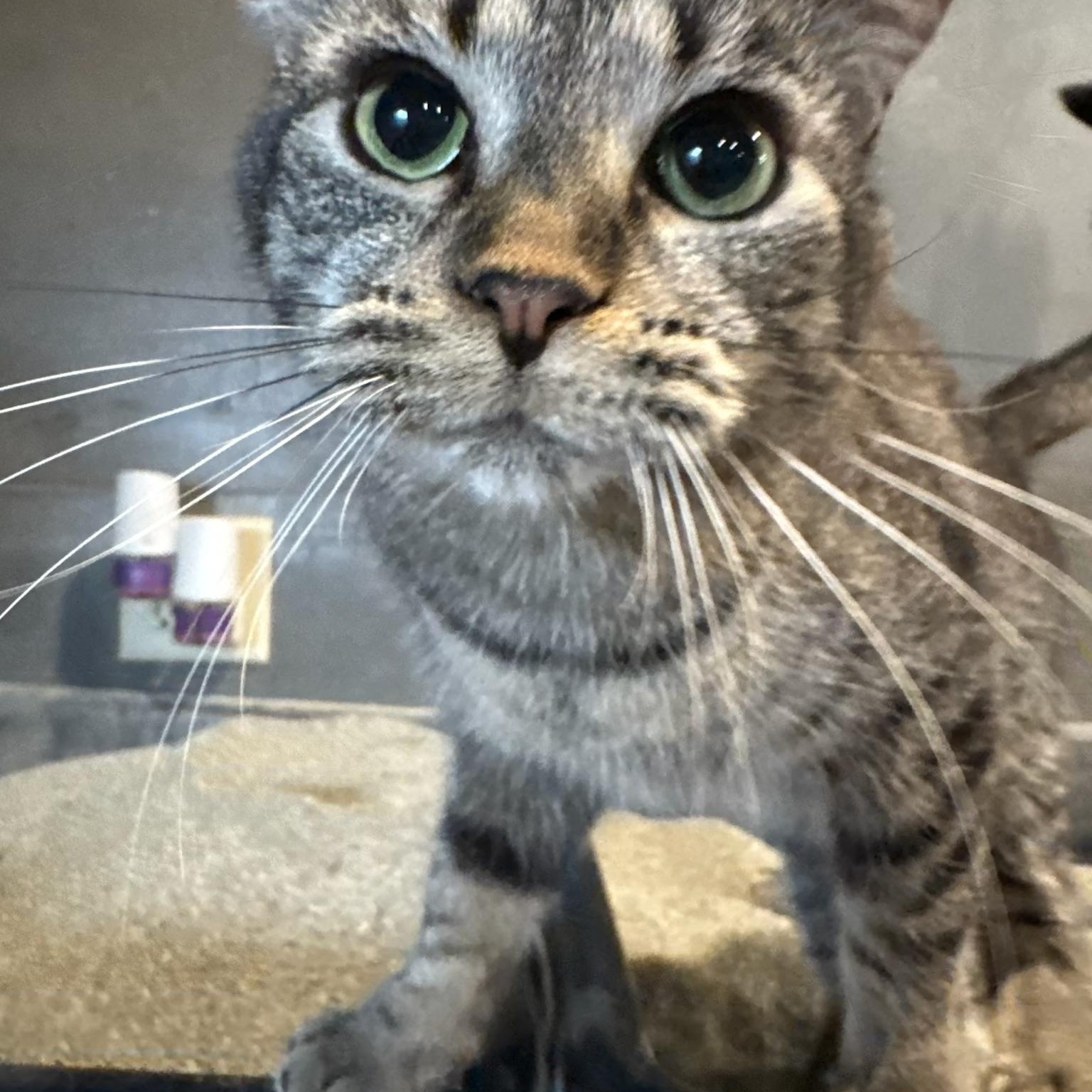Savanaha, ADOPTABLE, Young Female American Shorthair.