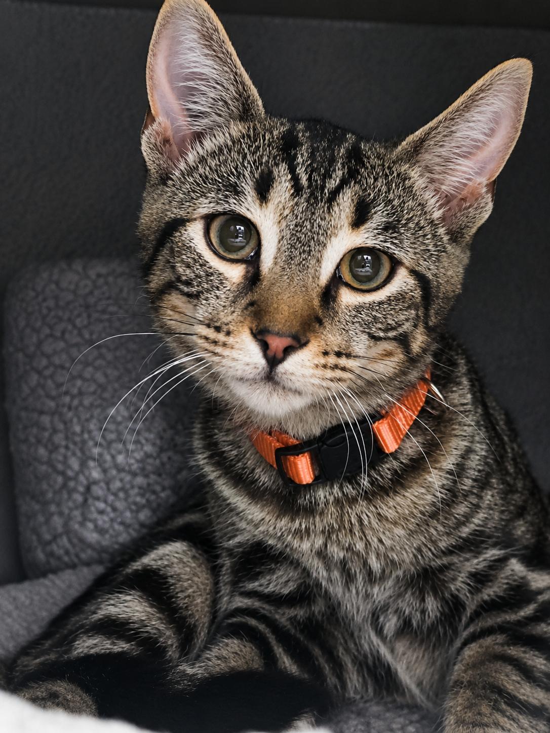 Iams, ADOPTABLE, Kitten Male Tabby.