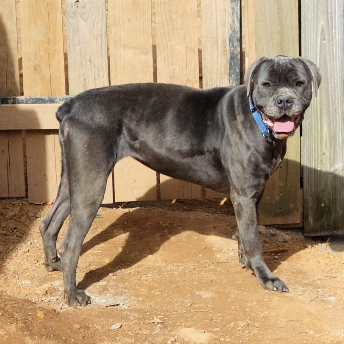 Enlarge Emma, a Adoptable Cane Corso in Norwood, GA image 2/5