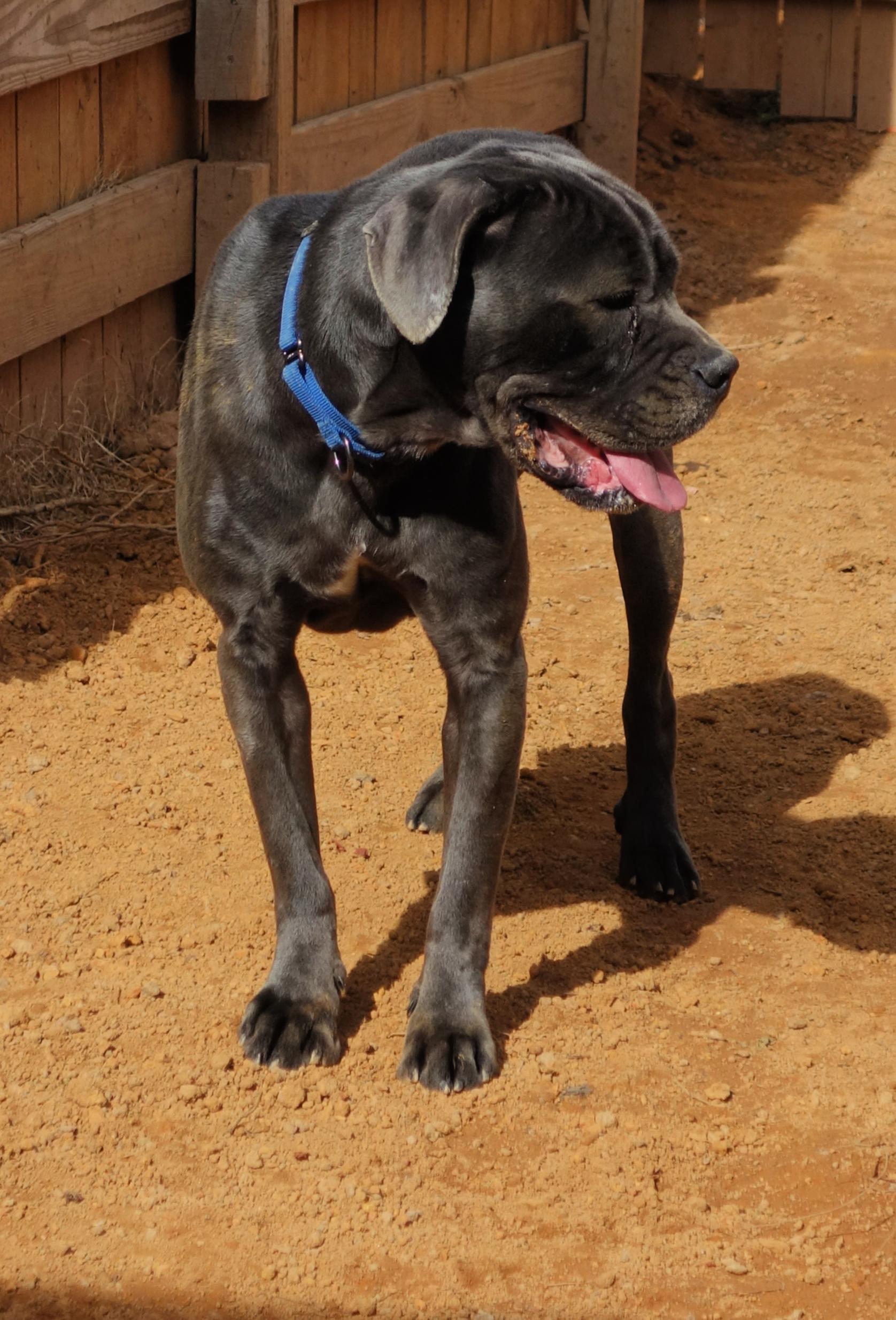 Enlarge Emma, a Adoptable Cane Corso in Norwood, GA image 3/5