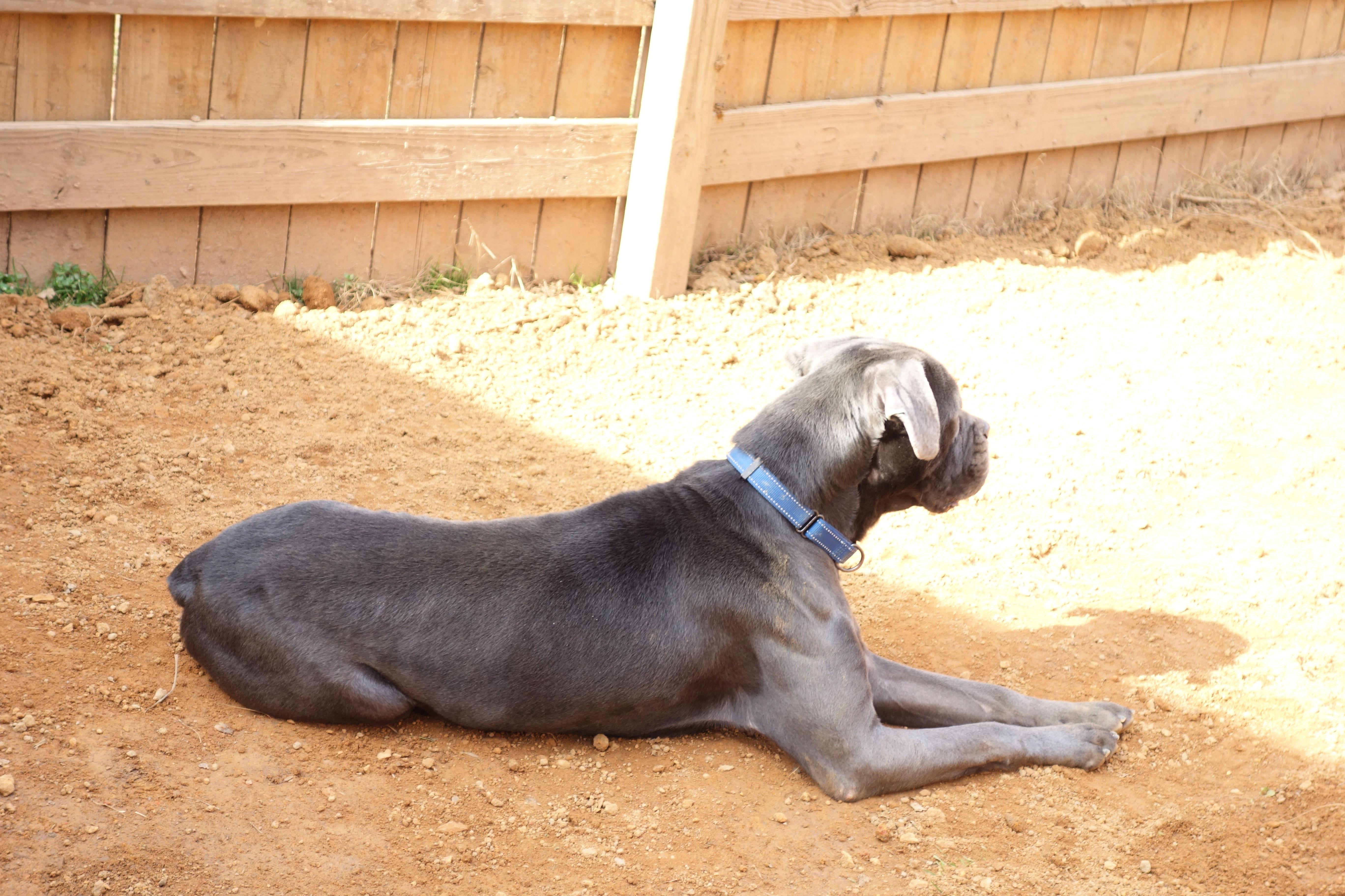 Enlarge Emma, a Adoptable Cane Corso in Norwood, GA image 5/5