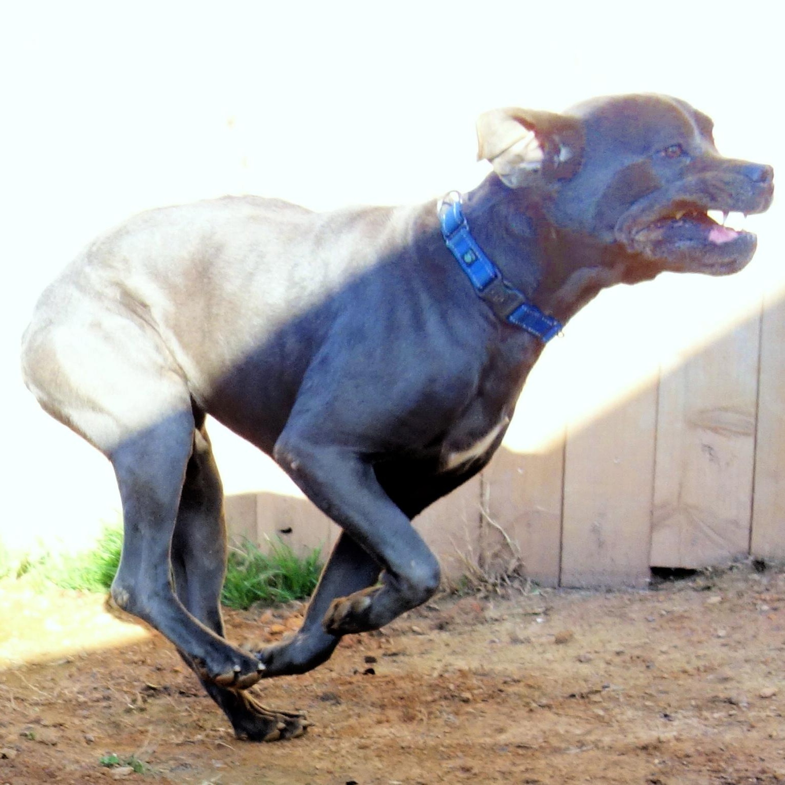 Enlarge Emma, a Adoptable Cane Corso in Norwood, GA image 4/5