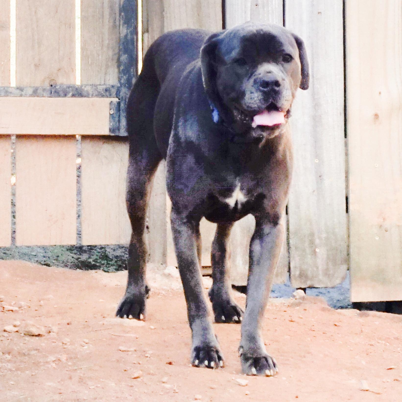 Emma, Adoptable, Adult Female Cane Corso.