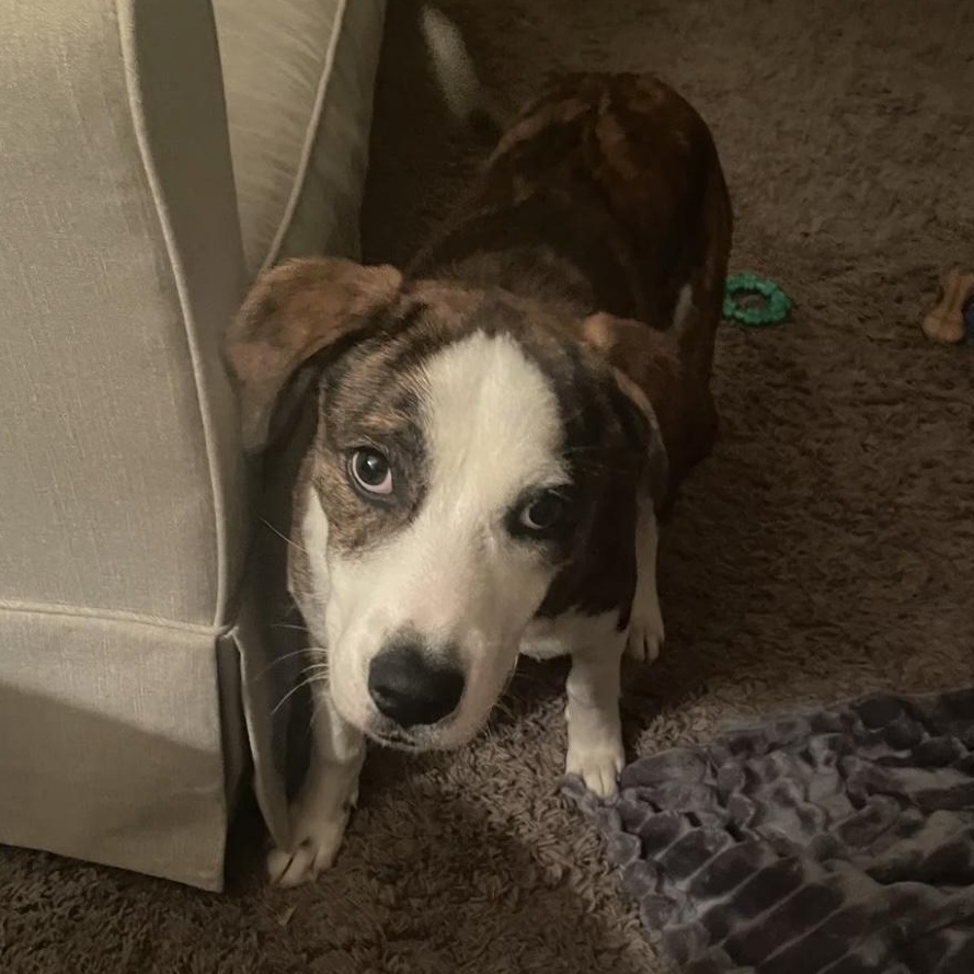 Enlarge Sutton, a ADOPTABLE mixed breed in South Plainfield, NJ image 4/6