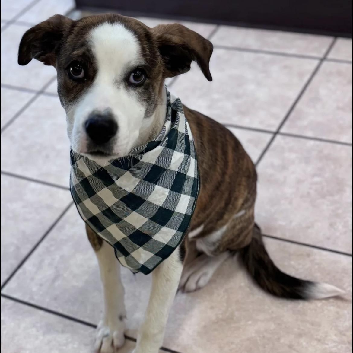 Sutton, ADOPTABLE, Puppy Male Hound.