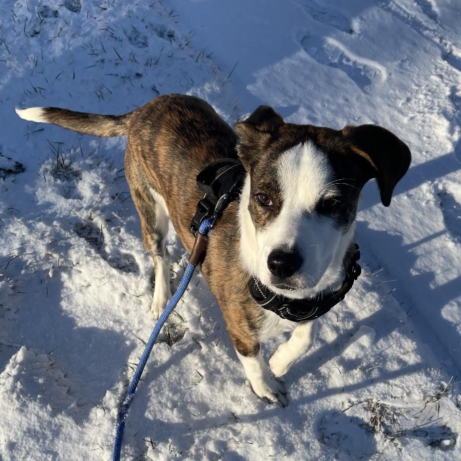 Enlarge Sutton, a ADOPTABLE mixed breed in South Plainfield, NJ image 3/6