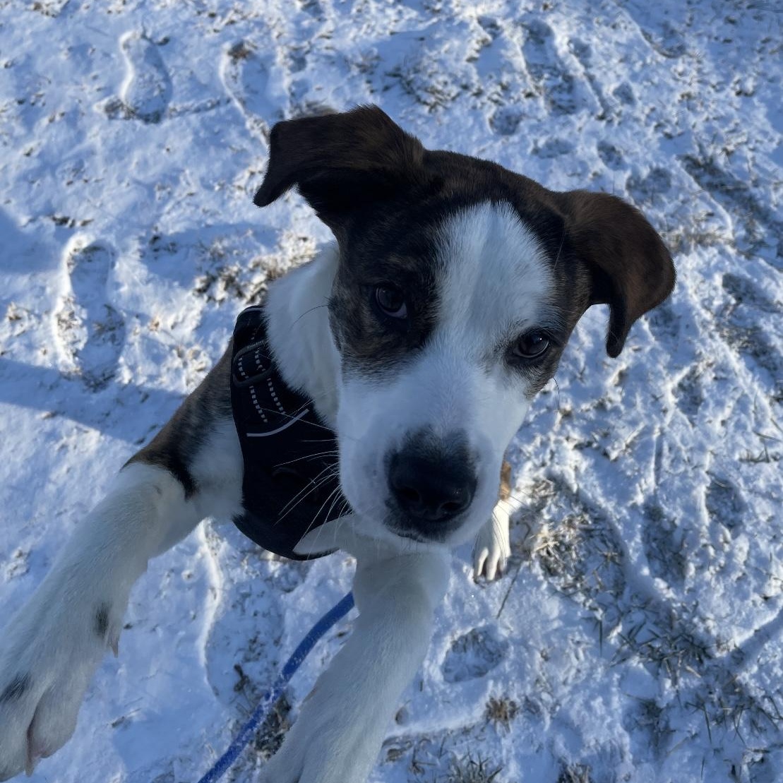 Enlarge Sutton, a ADOPTABLE mixed breed in South Plainfield, NJ image 6/6