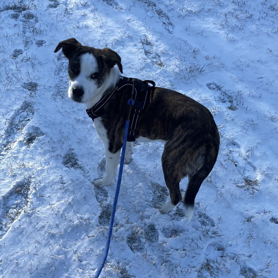 Enlarge Sutton, a ADOPTABLE mixed breed in South Plainfield, NJ image 5/6