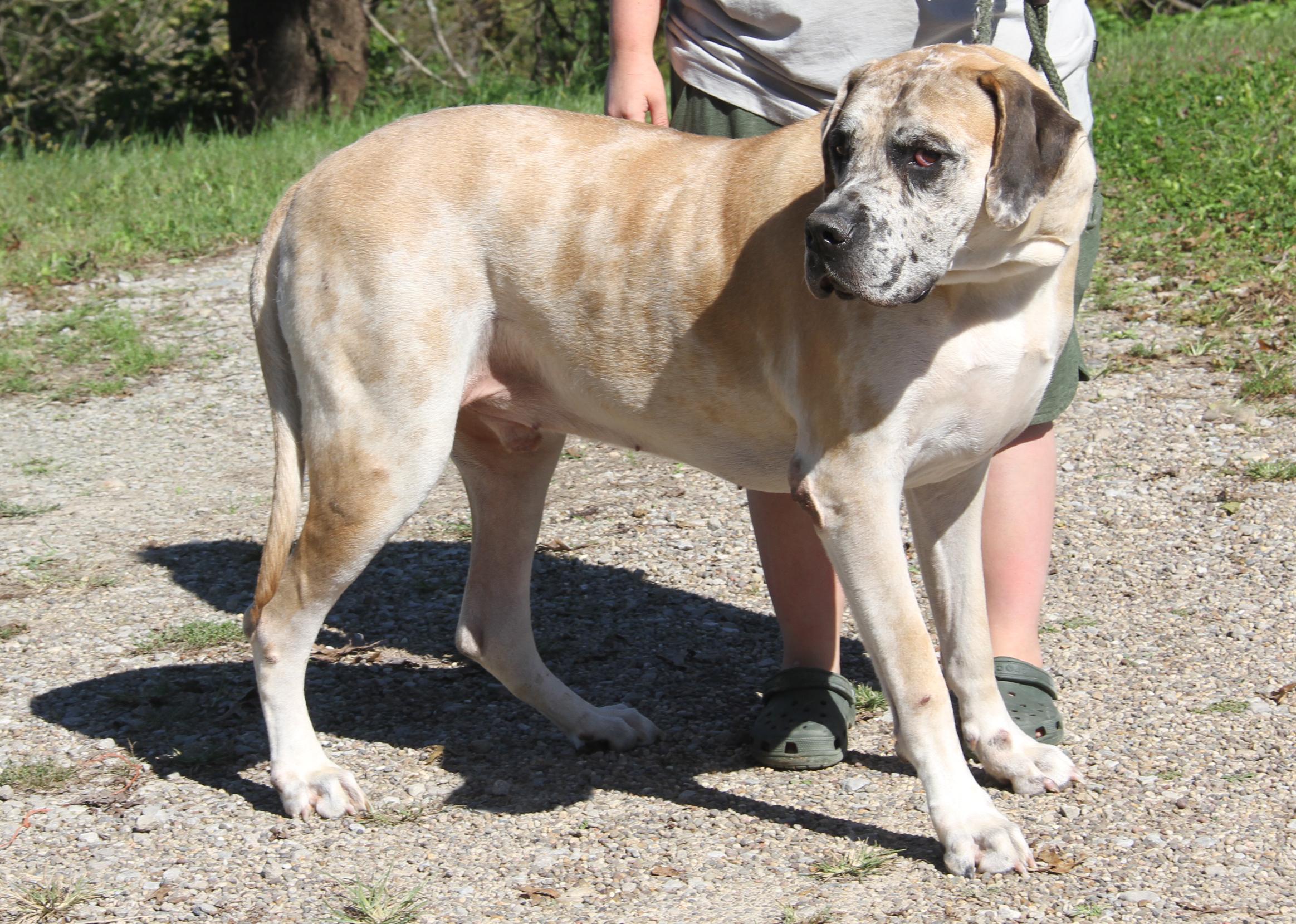 Enlarge Dozer (Neutered) (Photos September 26th 2026), a Adoptable mixed breed in Marietta, OH image 6/6
