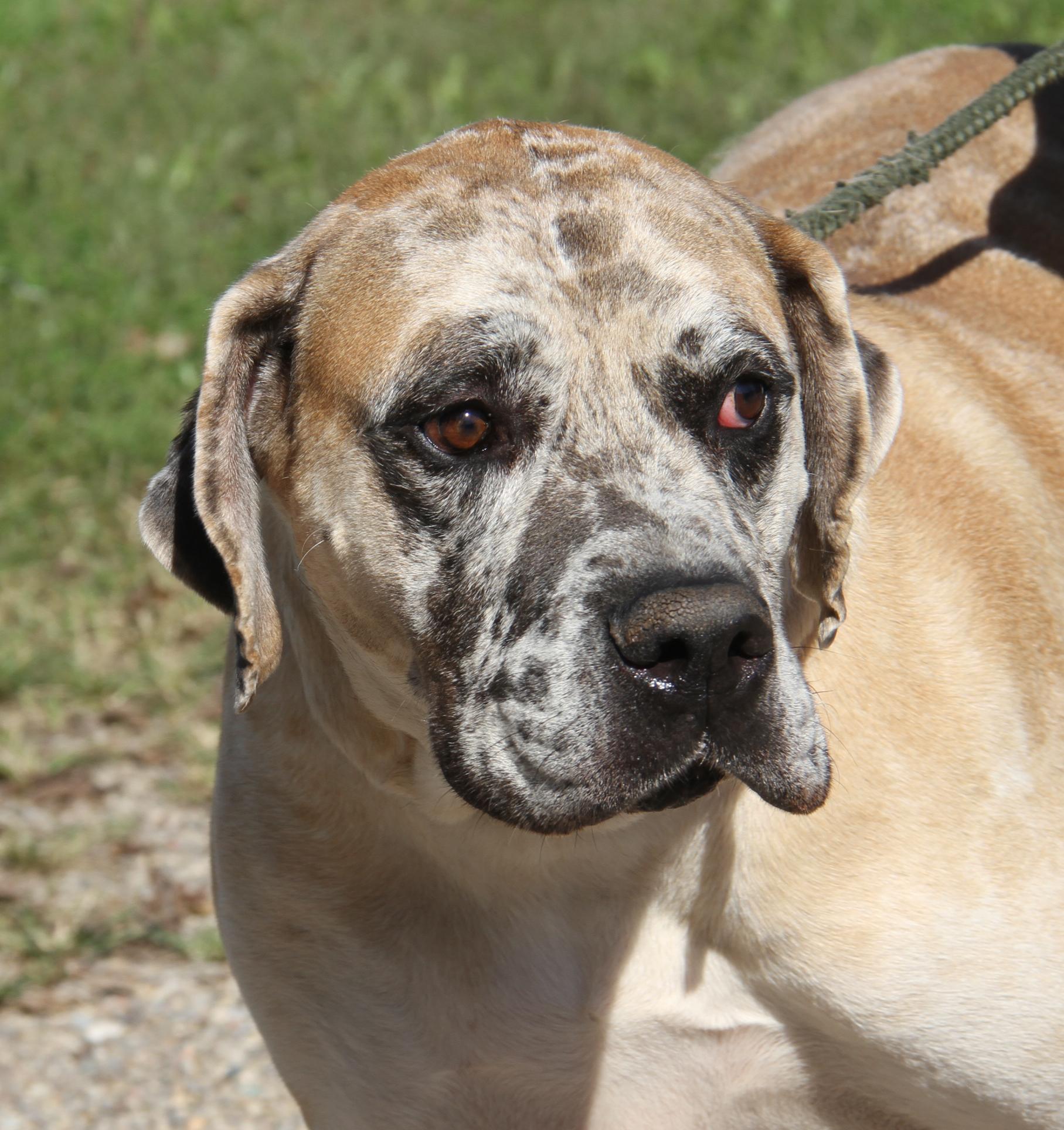 Enlarge Dozer (Neutered) (Photos September 26th 2026), a Adoptable mixed breed in Marietta, OH image 4/6
